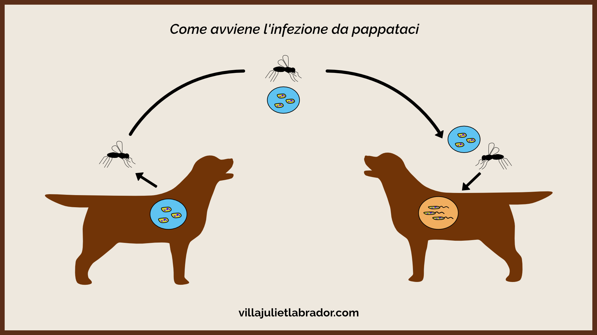 processo di infezione da pappataci